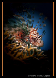 Spot light on a lion fish by Raoul Caprez 
